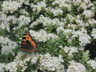 Fototapeta na wymiar A tortoiseshell butterfly feeds on a flowering hebe bush