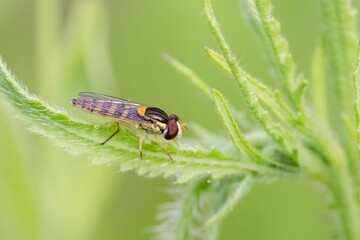 Naklejka premium Schwebfliege