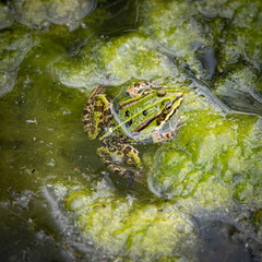Nahaufnahme von einem kleinen Teichfrosch auf schleimigen Fadenalgen 
