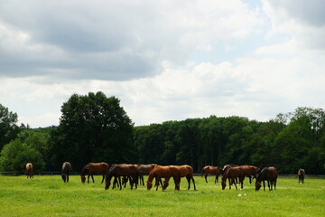 Fototapeta premium horses grazing in the pasture