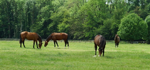 Plakat horses grazing in the pasture
