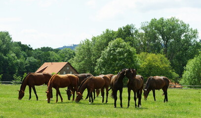 Naklejka na ściany i meble horses grazing in the pasture