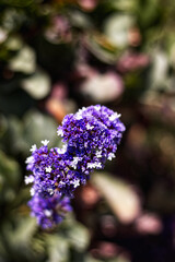 purple flowers in the garden