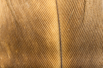 Beautiful Bright White and Brown Feather Close up Detail Texture. Abstract Pattern Background