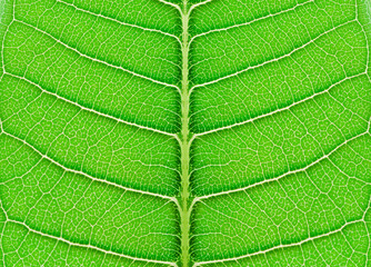 closeup texture green leaves nature abstract macro pattern leaf background.