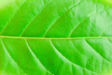 Fototapeta na wymiar closeup texture green leaves nature abstract macro pattern leaf background.