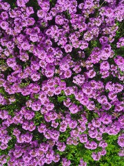 Obraz premium pink hydrangea flowers