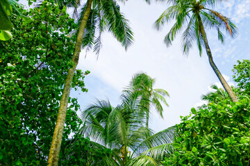 Fototapeta premium Beach summer vacation holidays background with coconut palm trees and hanging palm tree leaves