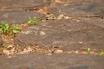 Path in the garden of round tree cuts
