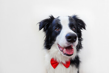 Funny studio portrait puppy dog border collie in bow tie as gentleman or groom on white background. New lovely member of family little dog looking at camera. Funny pets animals life concept.