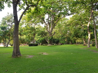 Obraz premium Green lawn with shade trees in a park.