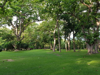 Green lawn with shade trees in a park.