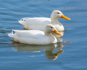 Pair of  white Cambell ducks with reflection