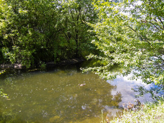 Beautiful summer landscape by the water surface on a Sunny summer day