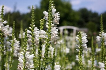 In the garden.