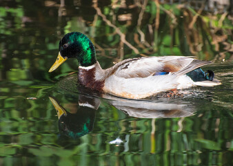 male mallard with reflection
