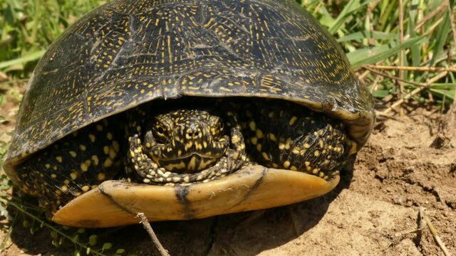 European pond turtle (Emys orbicularis) lives in the fresh waters of Eurasia. Very rare in some countries.