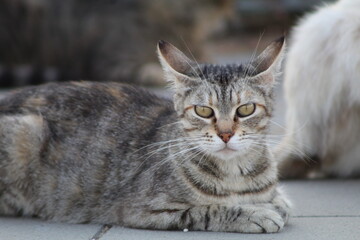Fototapeta na wymiar Beatiful grey cat