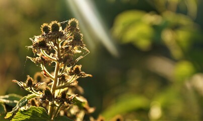 Unripe blackberry at sunset, background