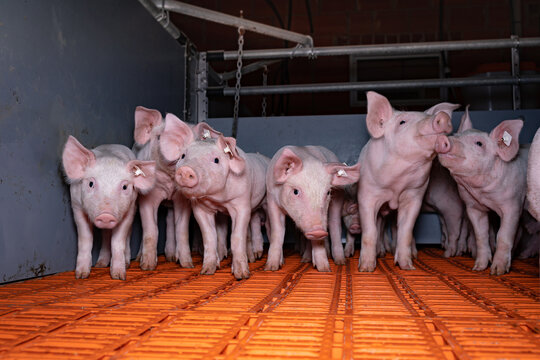 Ferkelaufzucht - niedliche Ferkel mit neugierigem Blick im Flatdeckstall.  