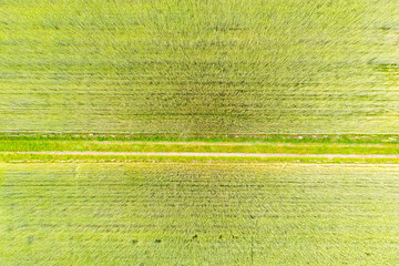 Aerial top view photo from flying drone of a land with sown green fields in countryside in spring...