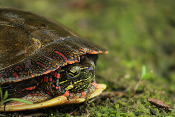Painted Turtle Hiding in Its Shell