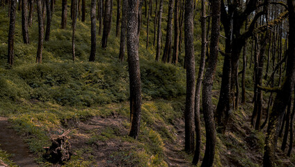 Obraz premium forest in autumn walpaper background images 