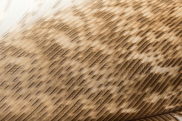 Beautiful Bright Black, White and Grayish with Stripes and Dots Feather Close up Detail Texture. Abstract Pattern Background