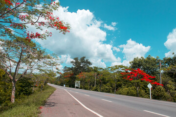Panoramic view of Empty road with tropical summer rain-forest green trees or plants & beautiful red wild flower on sunny clear blue sky background with white fluffy clouds & puffy cumulus cloudscape  