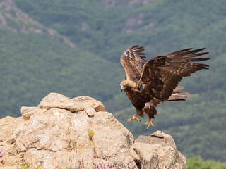 Aguila real (Aquila chrysaetos)