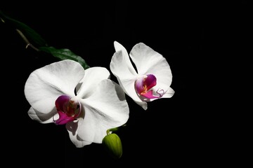 White pink phalaenopsis orchid isolated on black background.