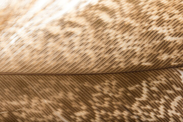 Beautiful Bright Black, White and Grayish with Stripes and Dots Feather Close up Detail Texture. Abstract Pattern Background