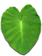 The beautiful Colocasia Leaf