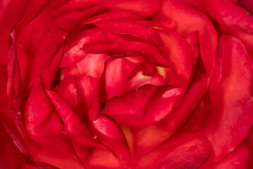 Nahaufnahme einer Rosenblüte