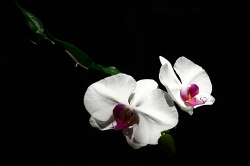 Naklejka na ściany i meble White pink phalaenopsis orchid isolated on black background.