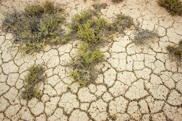 Sand with crackles and grass, very dry crackled desert soil. Texture background.