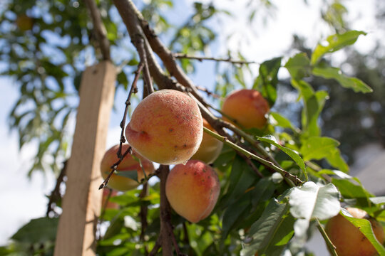 Peaches in the orchard.