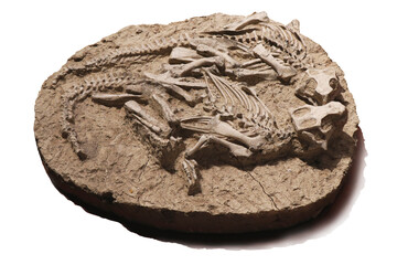 Dinosaur fossils on a white background  © JimmyRyan