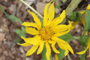 yellow flower in the garden
