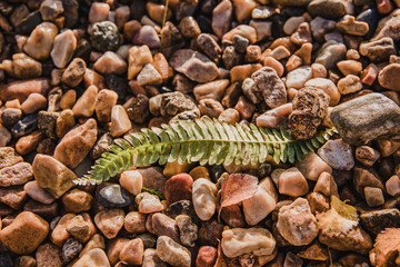 Resting Fern 