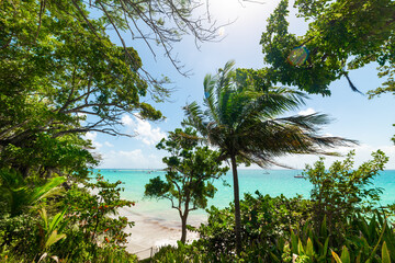 Palm trees by La Datcha beach shore in Guadeloupe