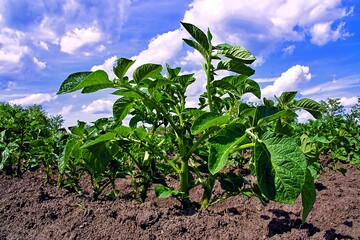 a young potato plant in the garden