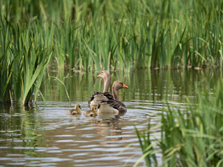 Ansar comun (Anser anser)