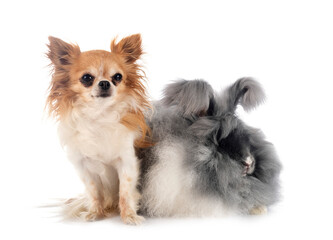 English Angora rabbit and chihuahua