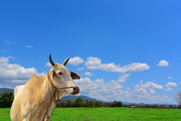 white Cows On Farmland, Cows on nature