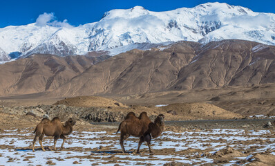 Camel at Karakorum Highway Xinjiang China 