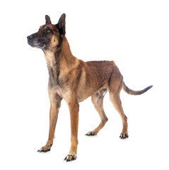 malinois in studio