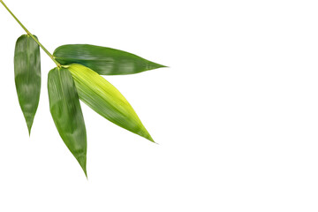 Bamboo leaves, isolated on white background. Fresh, green bamboo-leaves, zen-like with copy space