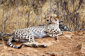 Gepard (Acinonyx jubatus) liegt auf einem Erdhügel, Namibia, Afrika
