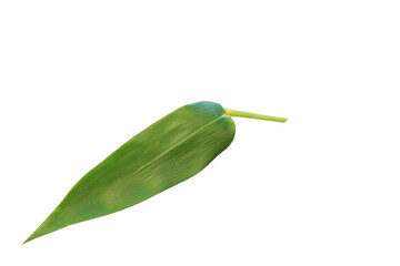 Bamboo leaves single isolated on white background clipping paths with free copy space.
